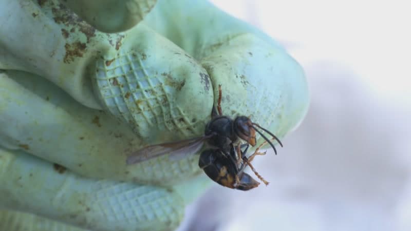 la-vespa-asiatica-amenaca-la-mel-al-maresme