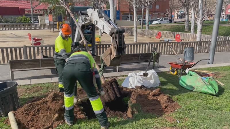 mes-de-800-arbres-es-replantaran-aquesta-tardor-a-mataro