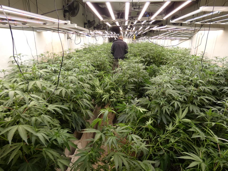 El Parlament declara la guerra al tràfic i al cultiu de marihuana al Maresme