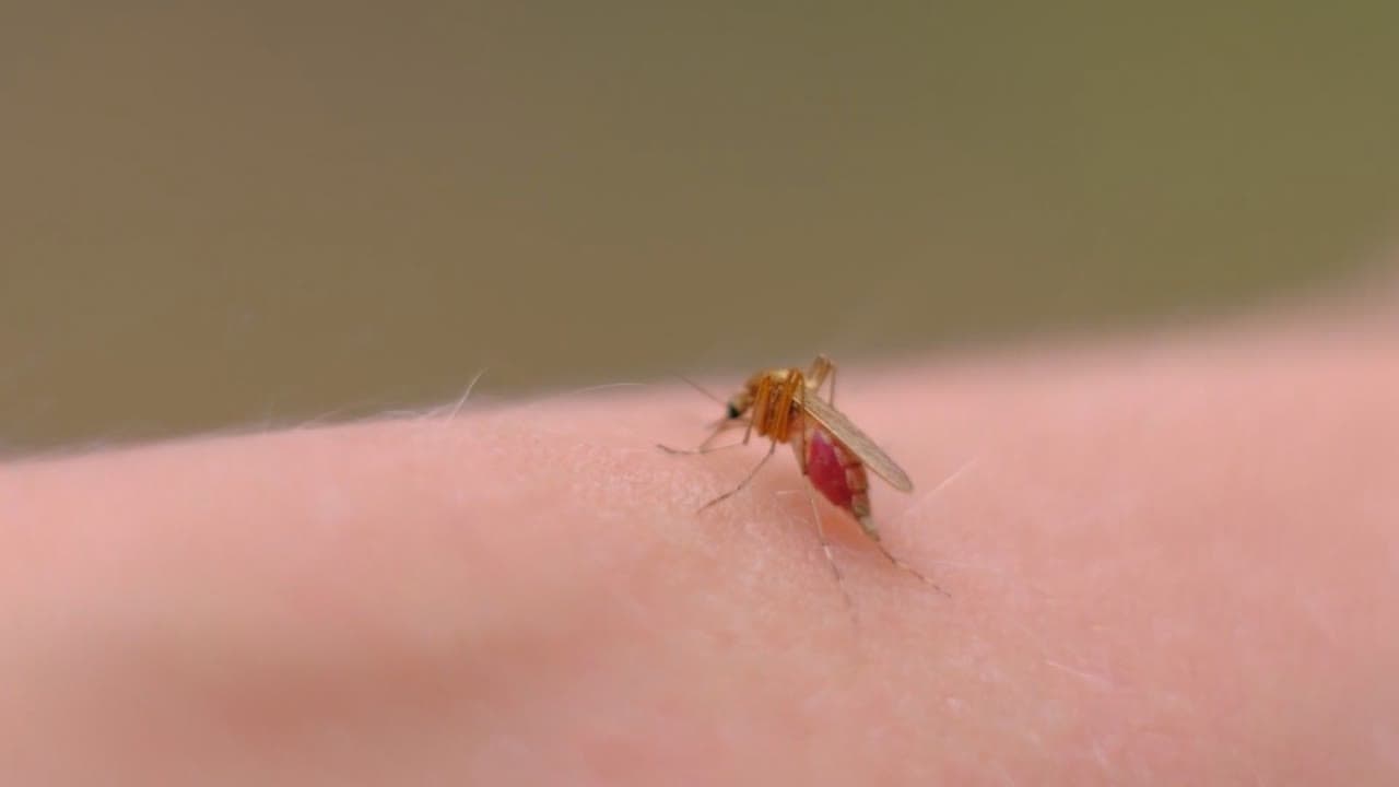 Per què aquest any hi ha menys mosquits?